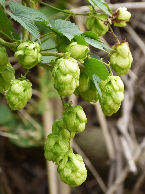 Hops.jpg